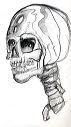 skull_scan_summer05